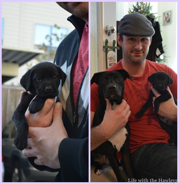 Rooney Collage 2 Rooney Collage 2