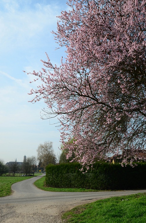 spring walk8 spring walk8