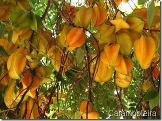 caramboleira
