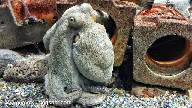 Osaka Aquarium Kaiyukan海游馆 Osaka Aquarium Kaiyukan海游馆