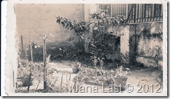 Crecenciana Matus Villatoro Reinacher's Front Yard in Brazil