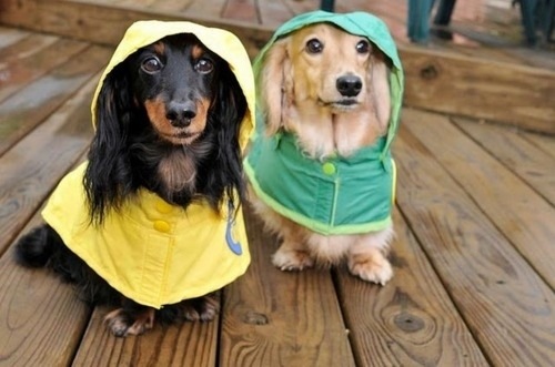 [hurricane-sandy-dogs-15%255B2%255D.jpg]