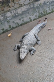 DSC_6225 DSC_6225