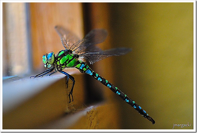 DSC_7372 DSC_7372
