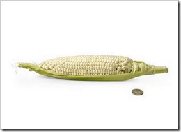 24 weeks corn