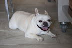 Franny, you're right about this floor!  Marble and other stones absorb heat at a much faster rate than air, which is why it feels cold to the touch.