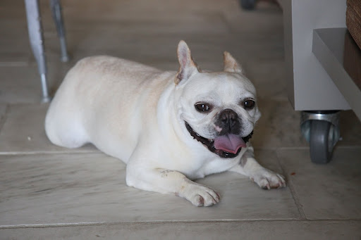 Franny, you're right about this floor!  Marble and other stones absorb heat at a much faster rate than air, which is why it feels cold to the touch.