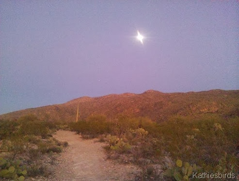 5. Moonrise in Saguaro NP