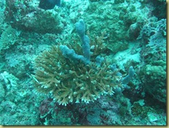 Blue Finger Sponge on hard coral