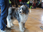 This pooch was tiring of all the fanfare and no longer appreciated being entered into  