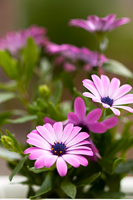 Rosa-margeritter1 Rosa-margeritter1