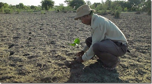 conservacion, ecologia, cuidado del planeta, bosques