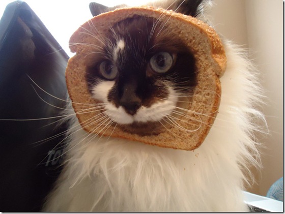 breaded-cats-1