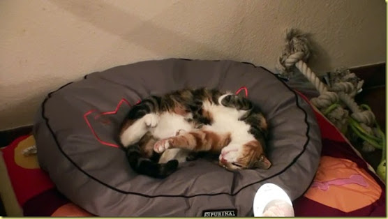 Katze8