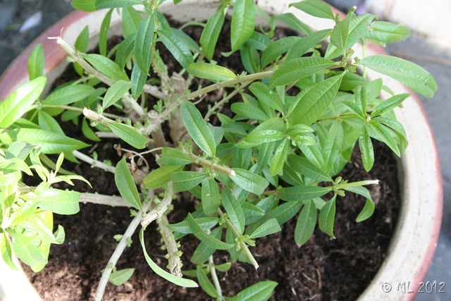 citronverbena - uhmm IMG_9043