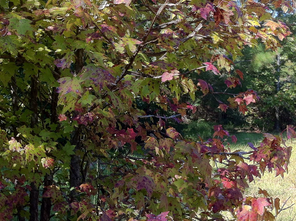 [fall%2520color%255B4%255D.jpg]