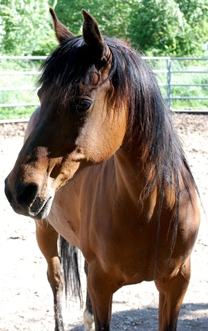[horses2011252.jpg]