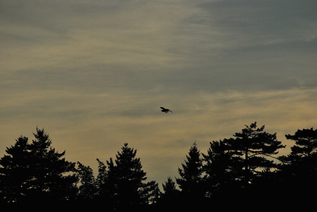 [osprey-with-catch-sunset7.jpg]