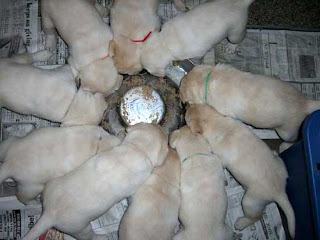 10 hungry puppies enjoying their first taste of puppy pie.Asti - Bo litter