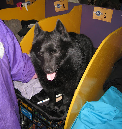 This Shipperke looks like he's LOLing!