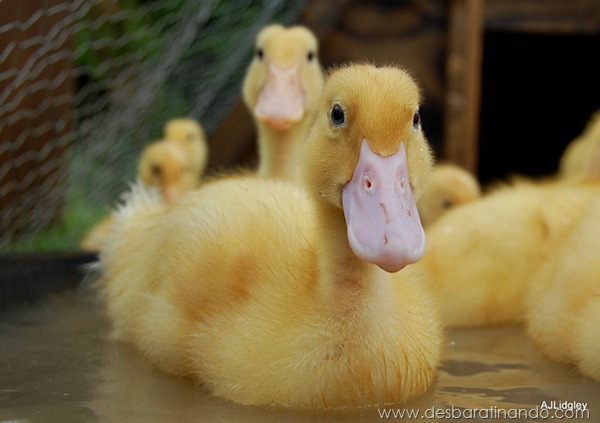 filhotes-patos-fofos-pequenos-desbaratinando (17) filhotes-patos-fofos-pequenos-desbaratinando (17)