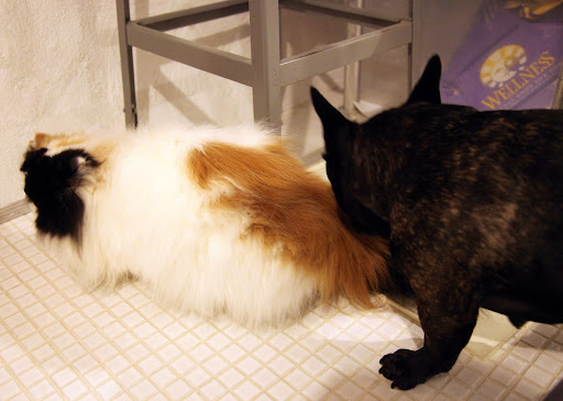 Empress Tang, I must admit that you do smell good and your that your fur is very soft!  And thanks for the lesson about cat hair.