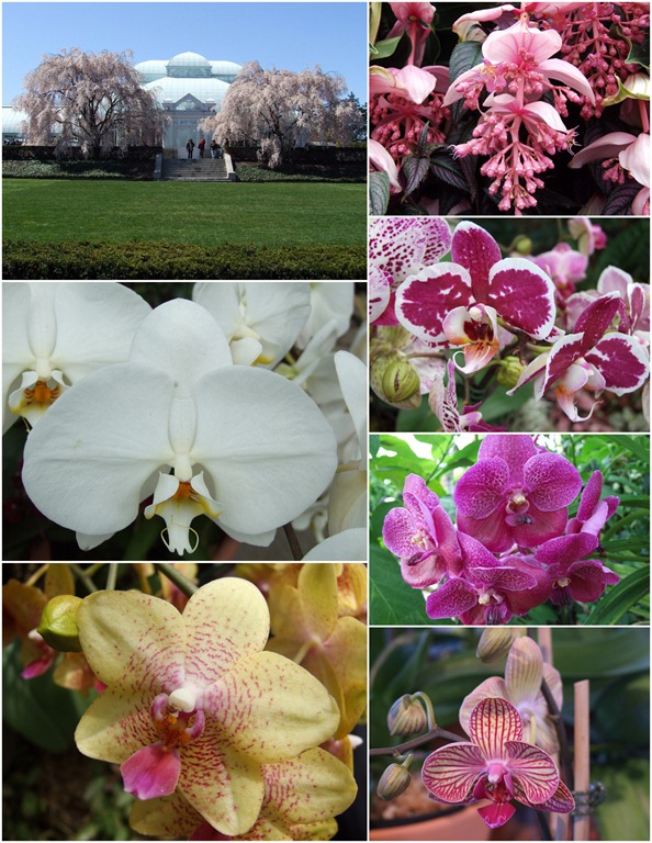 [nybg-orchid-show-collage-greenhouse-flowers%255B3%255D.jpg]