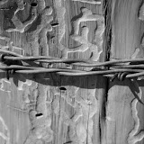 "Worm Trails" - copyright Danielle Luebbe