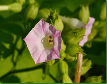 Nicotiana havanensis