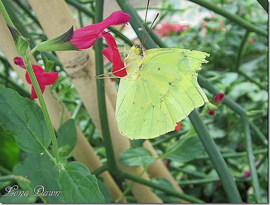 LG_Butterfly_Green