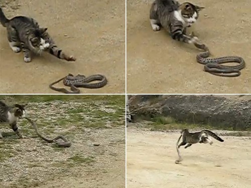 Vídeo que mostra luta entre gato e cobra faz sucesso na internet Vídeo que mostra luta entre gato e cobra faz sucesso na internet