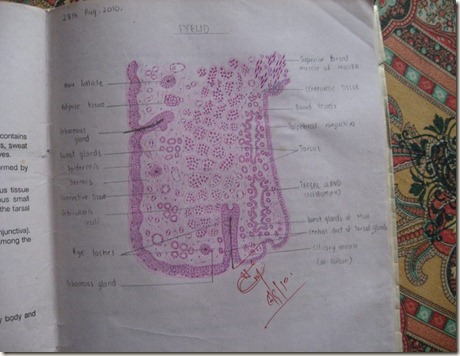 eyelid diagram histology slides database eyelid diagram histology slides database