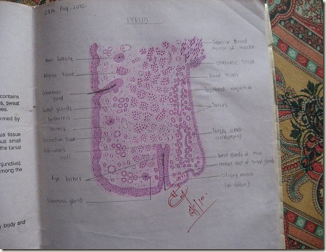 eyelid diagram histology slides database