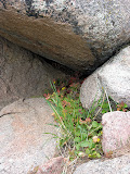 IMG_7155.JPG