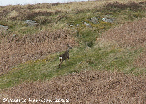 [40-roe-deer%255B2%255D.jpg]