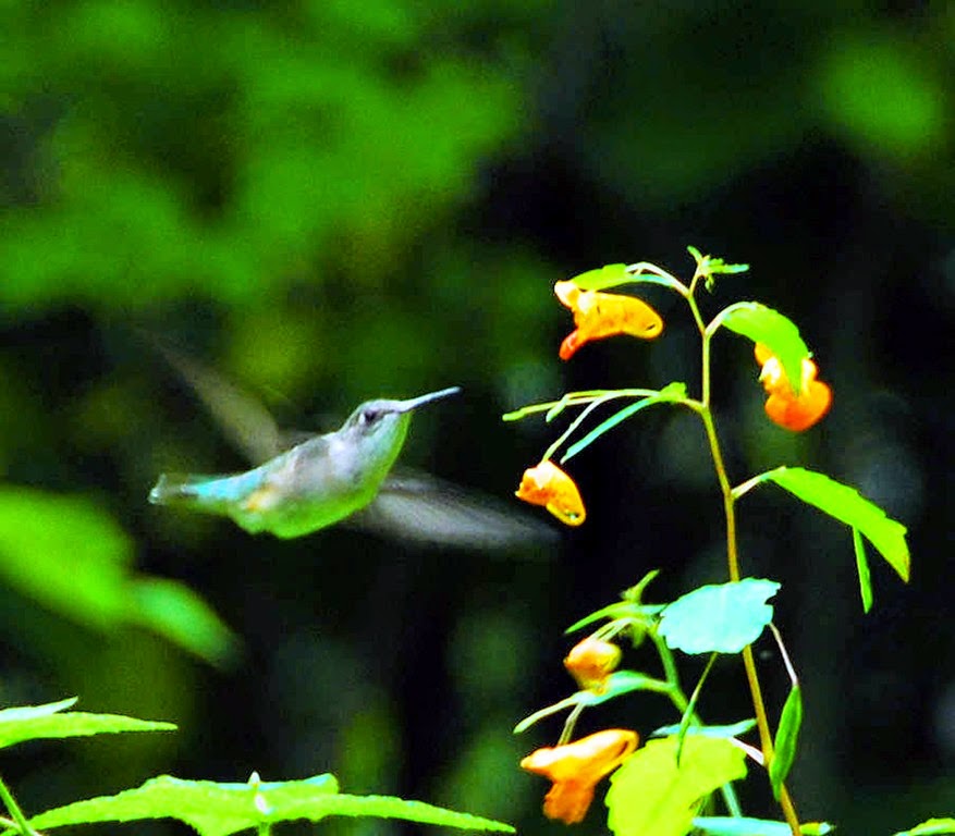 [Hummingbird-13.jpg]