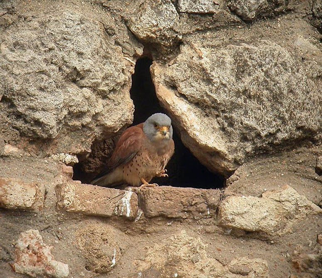 Coto Doñana: Declarado Patrimonio de la Humanidad por la UNESCO