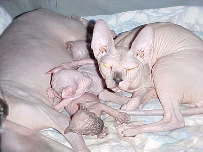 sphynx-cat-facts-2d.jpg