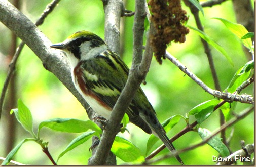 Chestnut-sided Warbler (6)