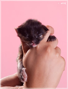 Фото котенка мейн-кун Frida возраст 1 неделя | Питомник Grey Claw`s