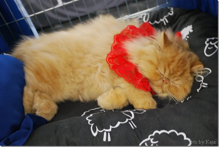 DSC_0595 DSC_0595
