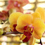 orchid_0070.JPG