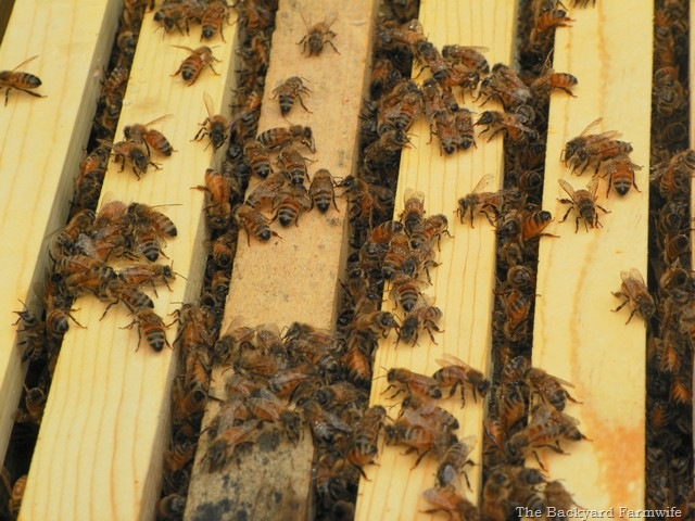 [bees%2520day%2520one%252008%255B6%255D.jpg]