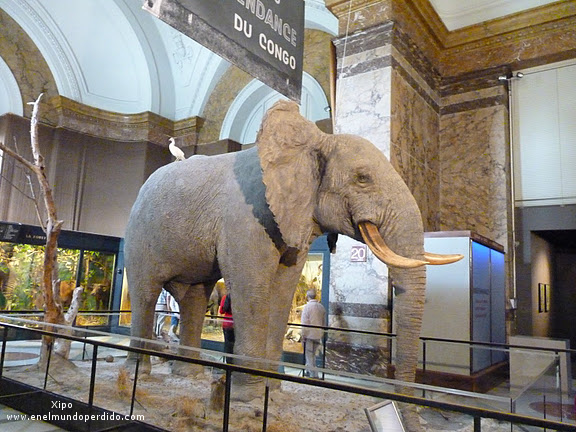 elefante-disecado-en-el-museo-de-tervuren.JPG