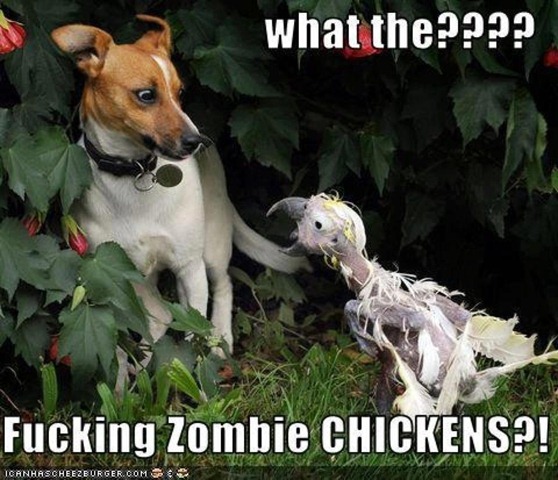 [Zombie%2520chicken%255B3%255D.jpg]