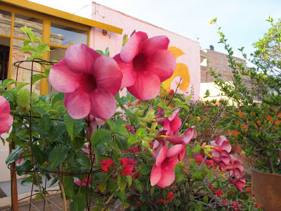 Alma del Sol roof garden, where we had breakfast