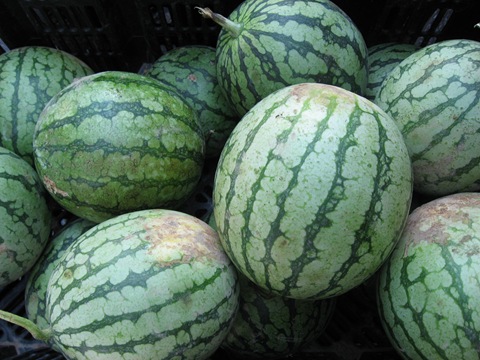 [watermelon%2520sugar%2520baby%255B8%255D.jpg]