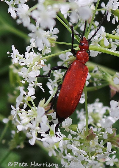 [16-red-headed-cardinal-beetle-4%255B2%255D.jpg]