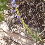 Penstemon