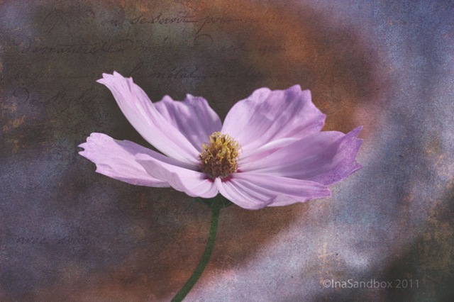 [lilac-clematis-with-purple-%255B4%255D.jpg]